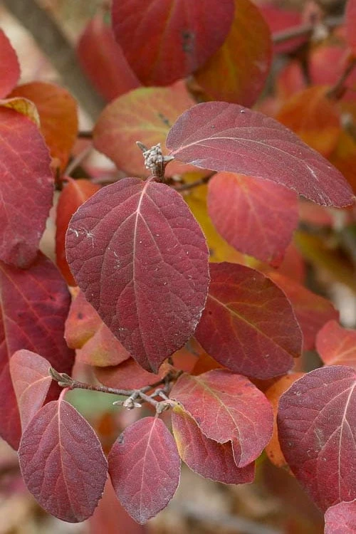 Spice Girl Koreanspice Viburnum - 1 Gallon Pot - Image 6