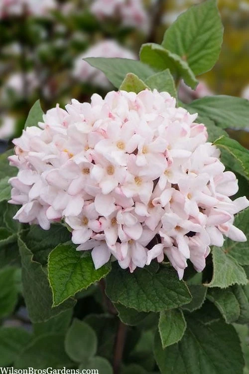 Spice Girl Koreanspice Viburnum - 1 Gallon Pot - Image 5