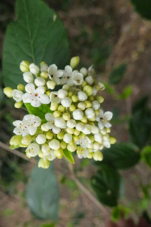 Nantucket Fragrant Snowball Viburnum - 3 Gallon Pot - Image 6