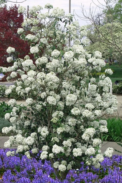 Nantucket Fragrant Snowball Viburnum - 3 Gallon Pot - Image 4