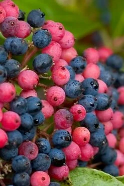 Brandywine Viburnum - 3 Gallon Pot