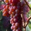 Canadice Red Seedless Grape Vine - 1 Gallon Pot