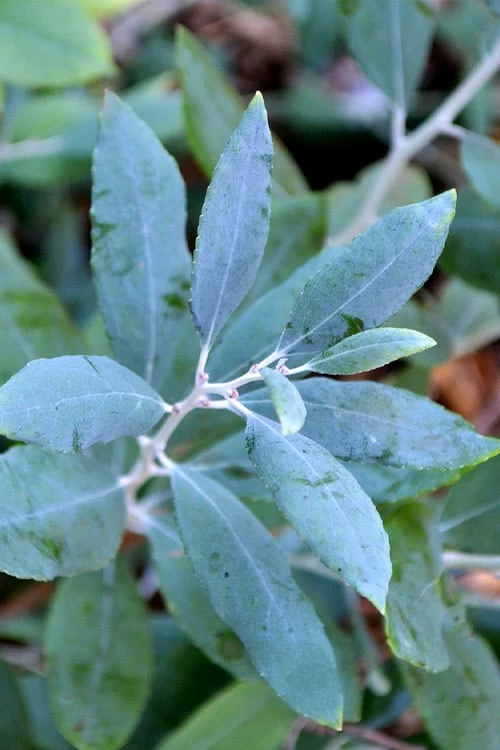 Woodlanders Blue Dusty Zenobia (Honeycup) - 3 Gallon Pot - Image 6