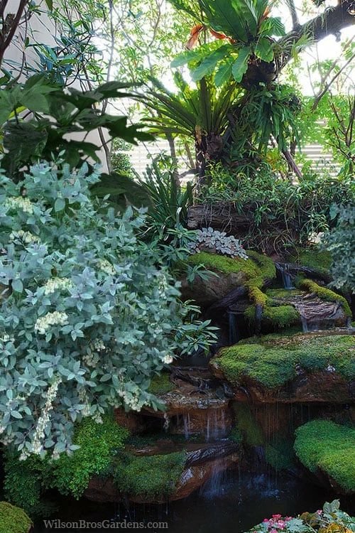 Woodlanders Blue Dusty Zenobia (Honeycup) - 3 Gallon Pot - Image 4